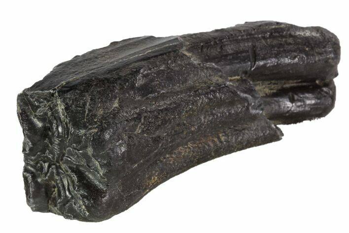 Pleistocene Aged Fossil Horse Tooth - Florida #87285